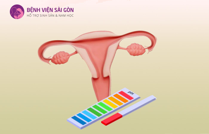 Độ pH của âm đạo ảnh hưởng đến tuổi thọ của tinh trùng Y