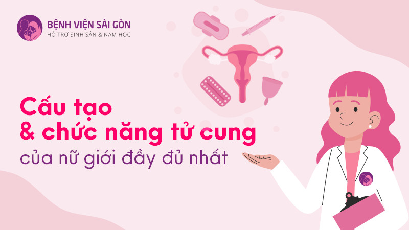 Cấu tạo và chức năng tử cung của nữ giới đầy đủ nhất