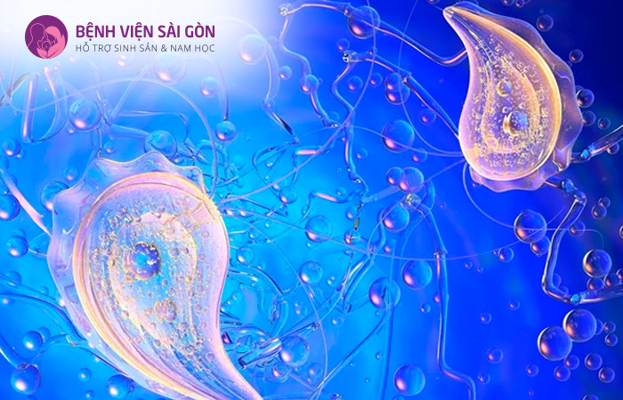 Viêm âm đạo do Trichomonas làm tăng nguy cơ mắc các bệnh lây qua đường tình dục