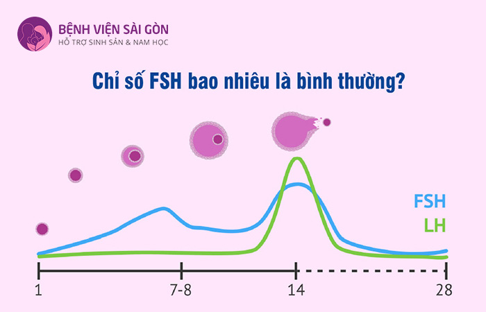 Dựa vào chỉ số nội tiết FSH mà có thể chẩn đoạn được cơ thể mắc bệnh lý gì