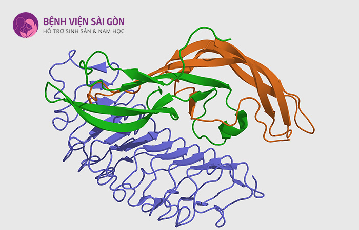 Hormone FSH là một hormone kích thích nang trứng