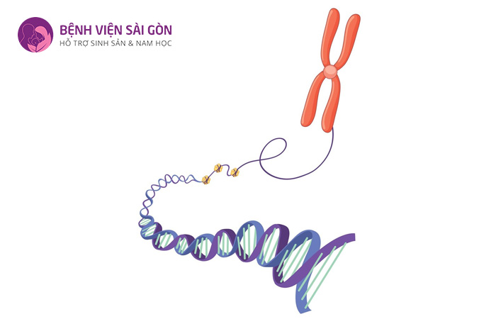 Con người có 22 cặp NST thường và 1 cặp NST giới tính