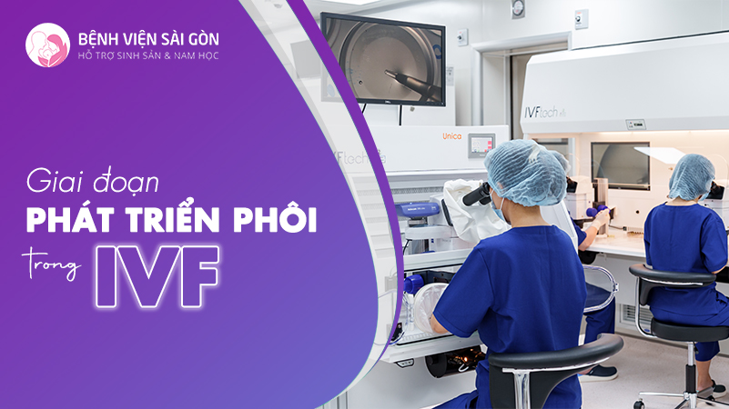 Giai đoạn phát triển phôi trong IVF