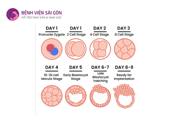 Có nhiều yếu tố ảnh hưởng đến giai đoạn phát triển phôi ngày 5