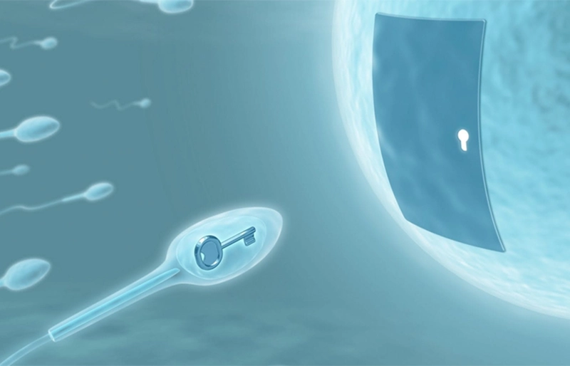 Cách tăng tỷ lệ thành công IVF ở tuổi 35 Cách tăng tỷ lệ thành công IVF ở tuổi 35